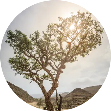 Frankincense Sacred Sacra Essential Oil - Living Libations