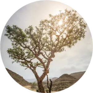 Frankincense Sacred Sacra Essential Oil - Living Libations