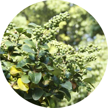 Opopanax Essential Oil - Living Libations