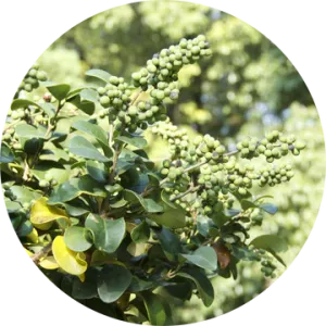 Opopanax Essential Oil - Living Libations