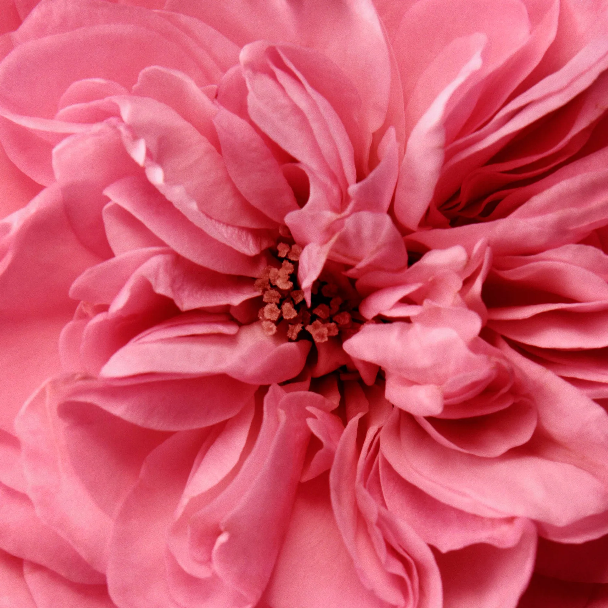 Pure Rosewater Limited Edition Chantecaille