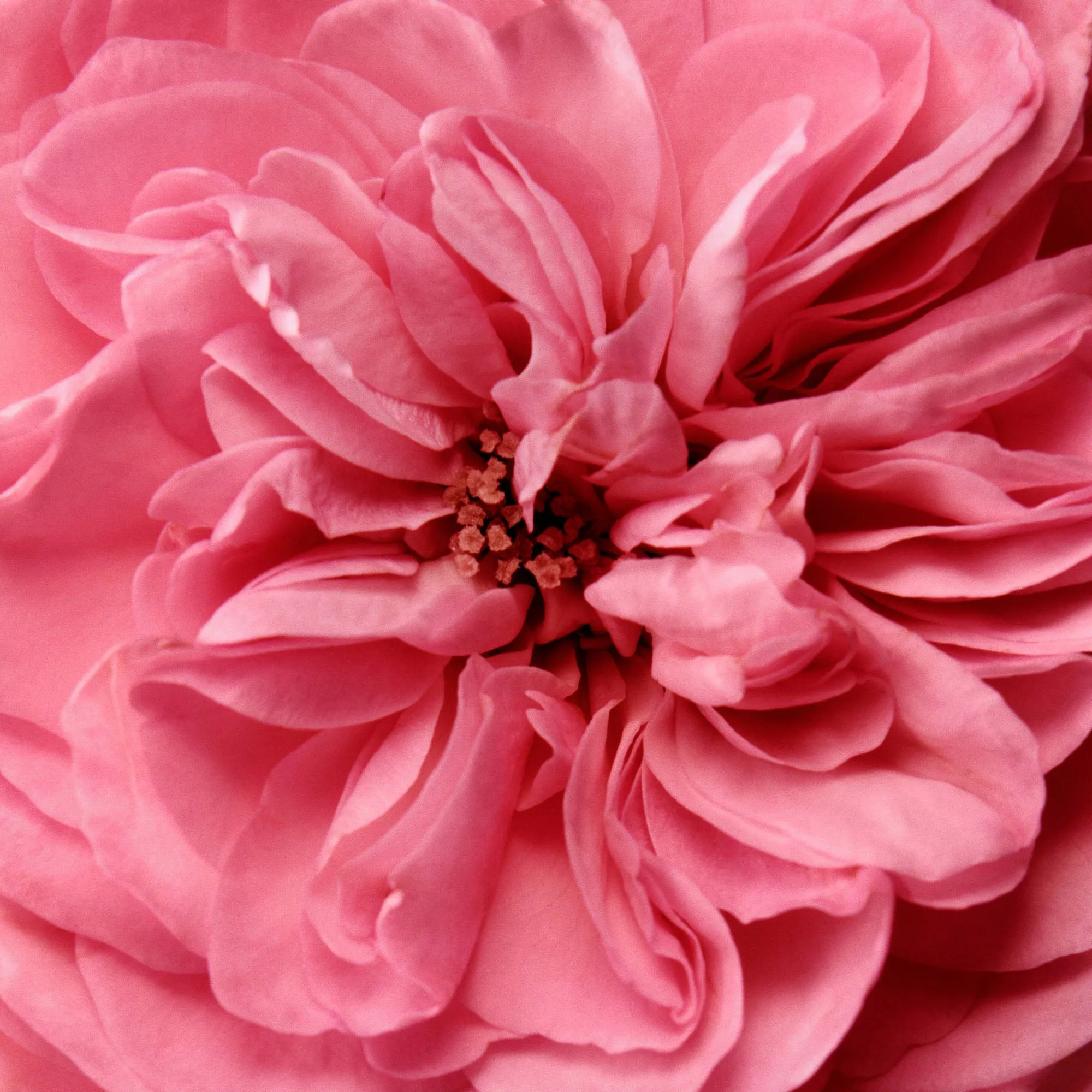Rose Makeup Remover Chantecaille
