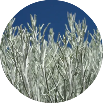 Sage Desert Essential Oil - Living Libations