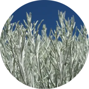 Sage Desert Essential Oil - Living Libations